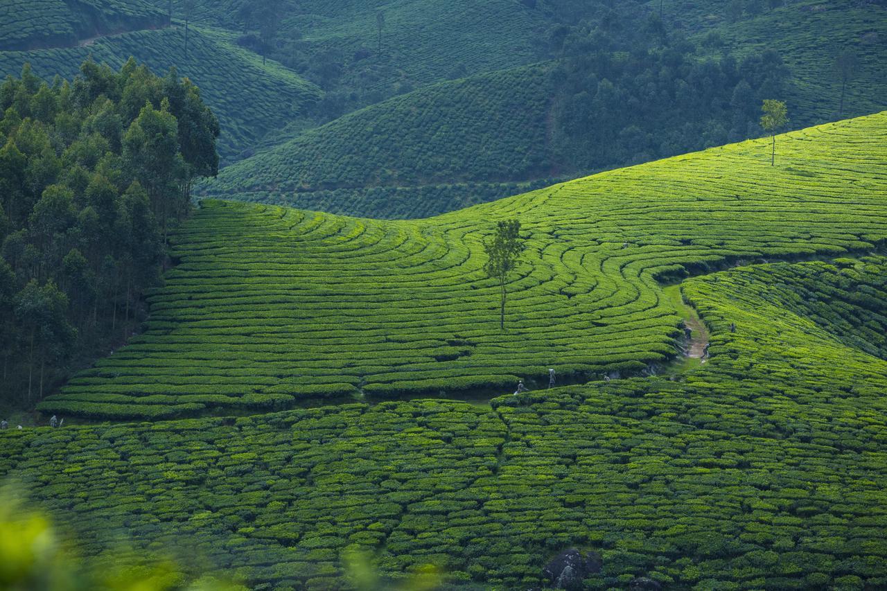 Mount View Munnar Ξενοδοχείο Εξωτερικό φωτογραφία